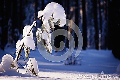 Young pine tree covered with snow Stock Photo