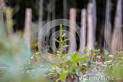 Young pine tree planted or reforested in the forest Stock Photo