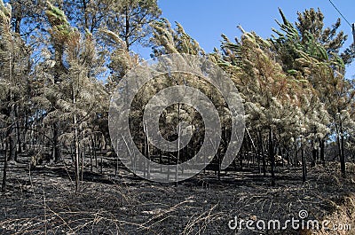 Young pine trees burnt and bend by a firestorm - Pedrogao Grande Stock Photo