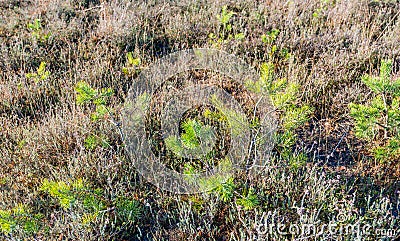 Young pine trees between withered heath plants Stock Photo