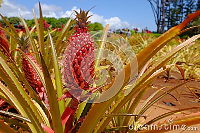 Young Pineapple at the Dole Plantation Stock Photo