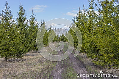 Young pines along the park path. Pine coniferous park ate cedar larch early spring Stock Photo