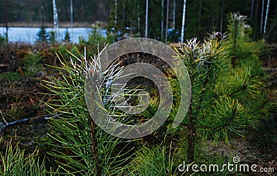 Young pines lubricated with repellents Stock Photo