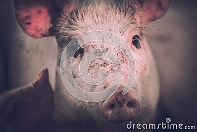 Young pink pigs in the farm. Animal protection concept Stock Photo
