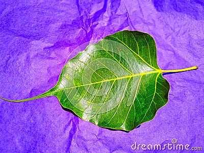Young pipal green leaves natural. Colorful background Stock Photo