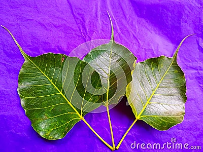 Young pipal green leaves natural. Colorful background Stock Photo