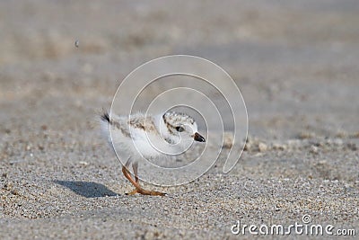 Baby Piping Plover Stock Photo