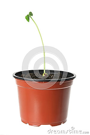 Young Plant Stock Photo