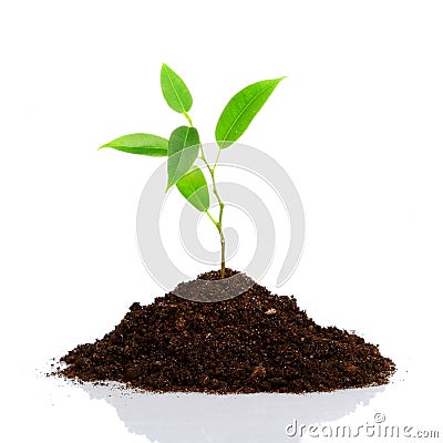 Young plant Stock Photo