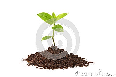 Young plant Stock Photo