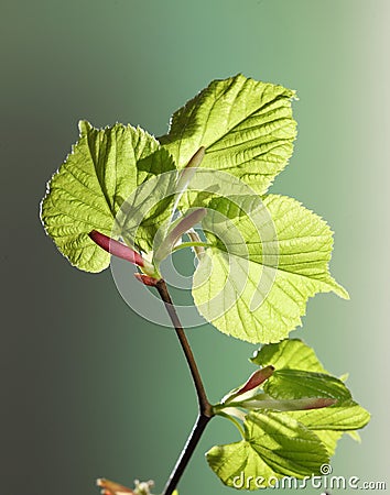 Young plant budding in spring Stock Photo