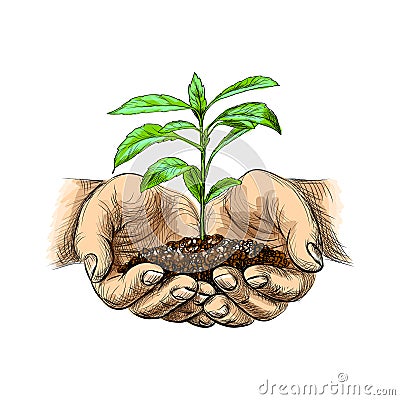 Young plant with ground in hands Vector Illustration