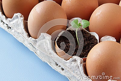 Young plant grow in egg shell. Easter decoration. Green plant in egg-shell on the blue background. Stock Photo