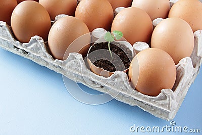 Young plant grow in egg shell. Easter decoration. Green plant in egg-shell on the blue background. Stock Photo