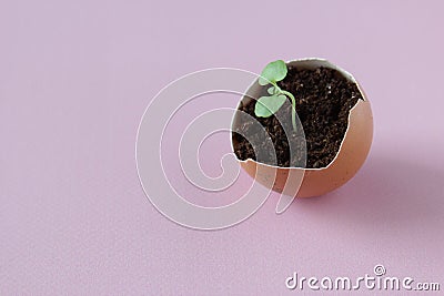 Young plant grow in egg shell. Easter decoration. Green plant in egg-shell on the pink background. Stock Photo