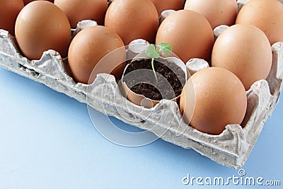 Young plant grow in egg shell. Easter decoration. Green plant in egg-shell on the blue background. Stock Photo