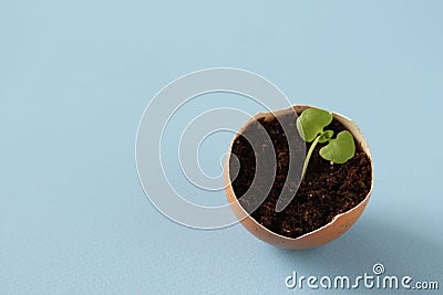 Young plant grow in egg shell. Easter decoration. Green plant in egg-shell on the blue background. Stock Photo