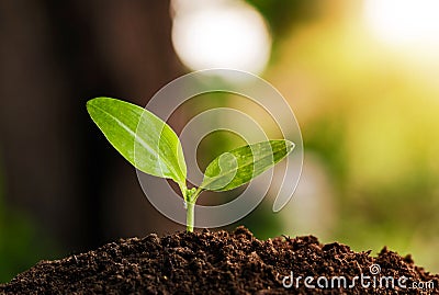 Young plant grow Stock Photo