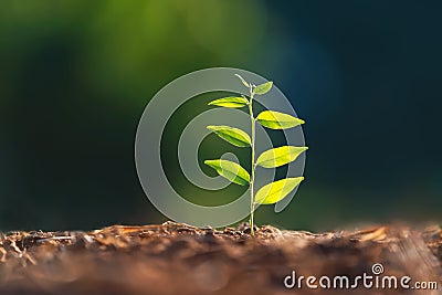 young plant growing on dirt with sunshine in nature. eco earthday concept Stock Photo