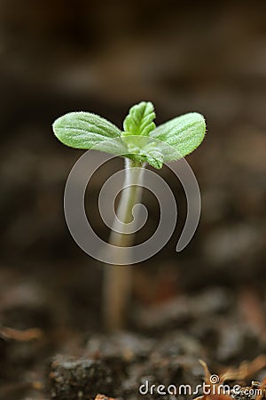 Young plant growing in garden Stock Photo