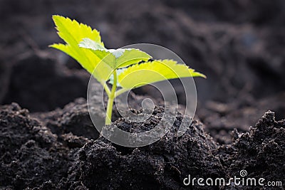 Young plant growing in soil. Agriculture seedling. Stock Photo