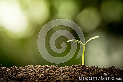 Young plant growing in soil Stock Photo