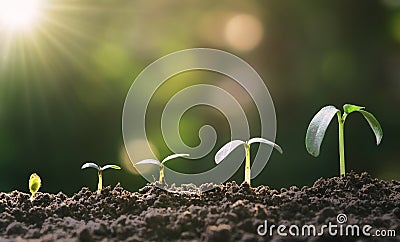 young plant growing step in garden with sunlight. eco Stock Photo