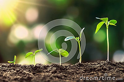 young plant growing step in nature Stock Photo