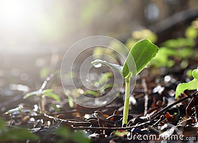 Young plant growing in sunlight. Stock Photo