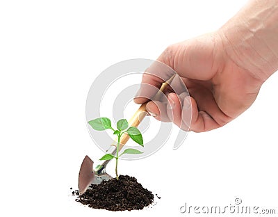 Young plant and hand Stock Photo