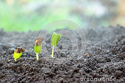 Young plant in hand. Stock Photo