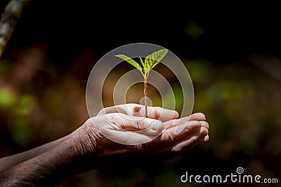 Young plant held protectively in hands Stock Photo