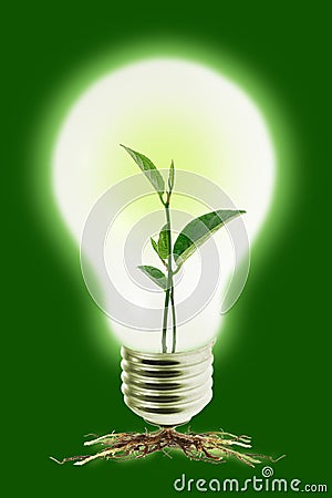 Young plant in light bulb Stock Photo