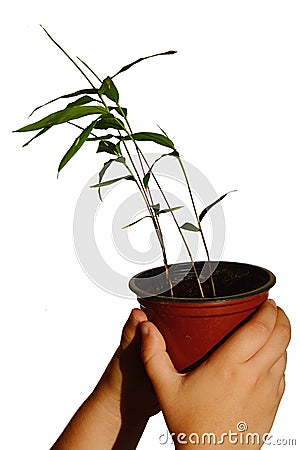 Young plant of Moso Bamboo Phyllostachys edulis in small plastic flowerpot, held in little girl hands Stock Photo