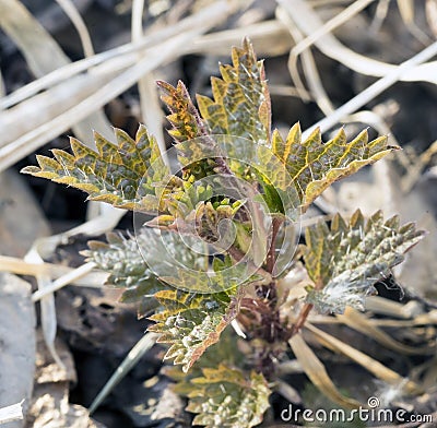 Young plant of the nettle Stock Photo