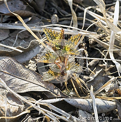 Young plant of the nettle Stock Photo