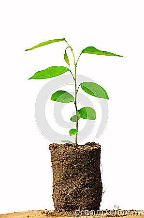 Young plant new life,isolated on white background,Clipping Path,Burmese Padauk,Pterocarpus macrocarpus Kurz Stock Photo
