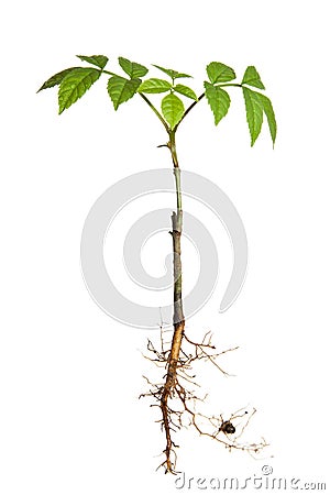 Young plant with roots Stock Photo