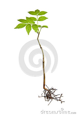 Young plant with roots Stock Photo