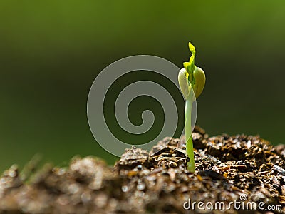 Young plant, seedling, sprout, growing Stock Photo