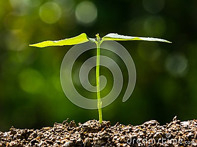 Young plant, seedling, sprout, growing Stock Photo