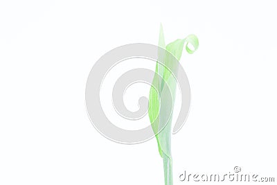 Young plant sprout with green leaf pale toned macro photo. Fresh green seedling studio photo. Stock Photo