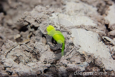 Young plant sprout growing Stock Photo