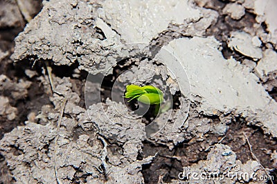 Young plant sprout growing Stock Photo