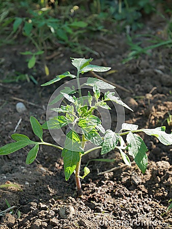 Young plant of tomato Stock Photo
