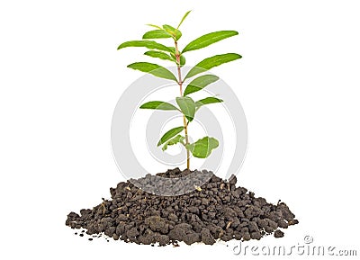 Young plant tree growing seedling in soil isolated on white background Stock Photo