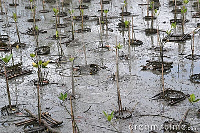 Young planted Stock Photo