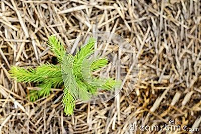 Young planting of spruce. A spruce sapling planted in the soil, the ground is mulched with straw. Stock Photo