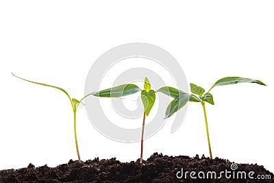 Young plants Stock Photo