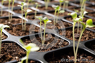 Young plants growing in nursery tray in the garden Stock Photo